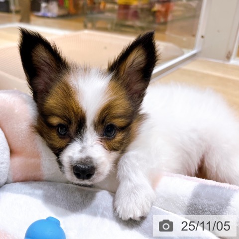 パピヨンの写真