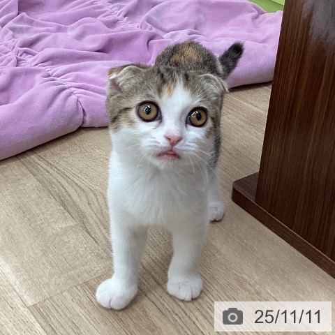 スコティッシュフォールドの写真