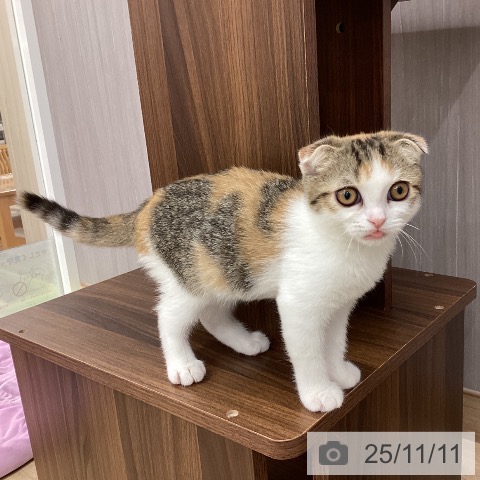 スコティッシュフォールドの写真