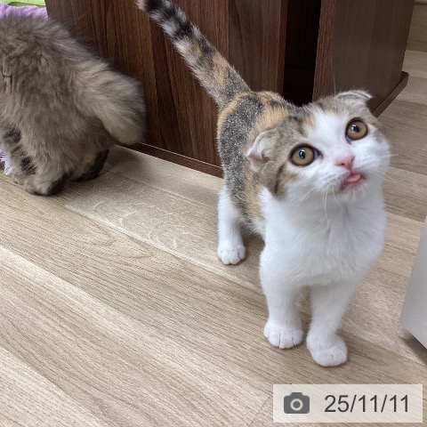 スコティッシュフォールドの写真