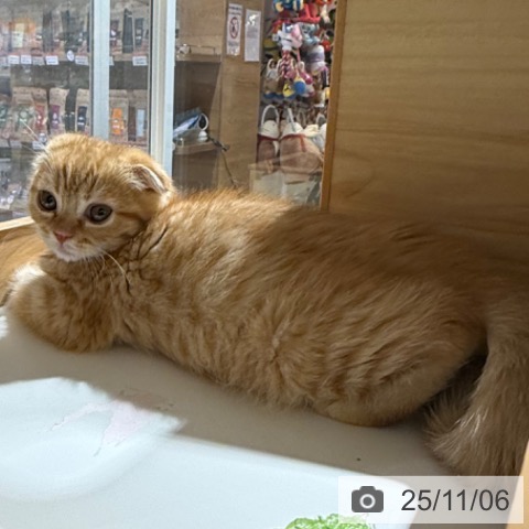 スコティッシュフォールドの写真