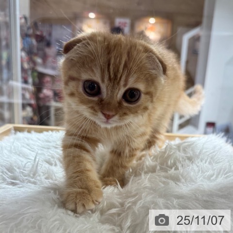 スコティッシュフォールドの写真