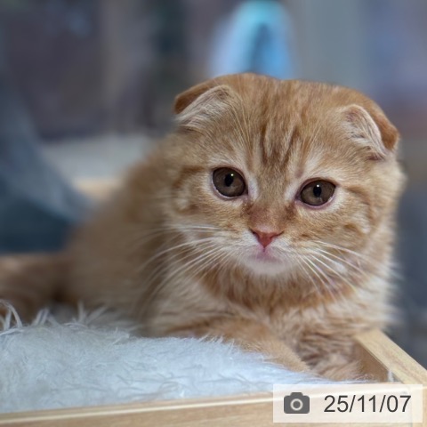 スコティッシュフォールドの写真