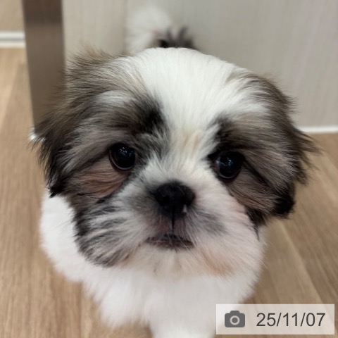 シー・ズーの写真