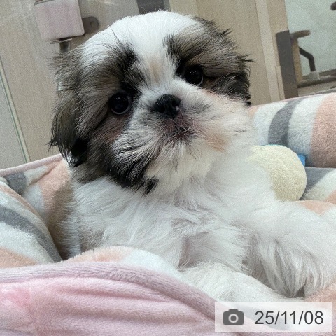 シー・ズーの写真