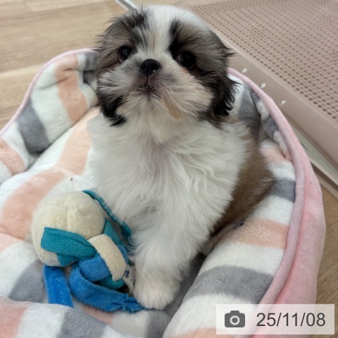 シー・ズーの写真