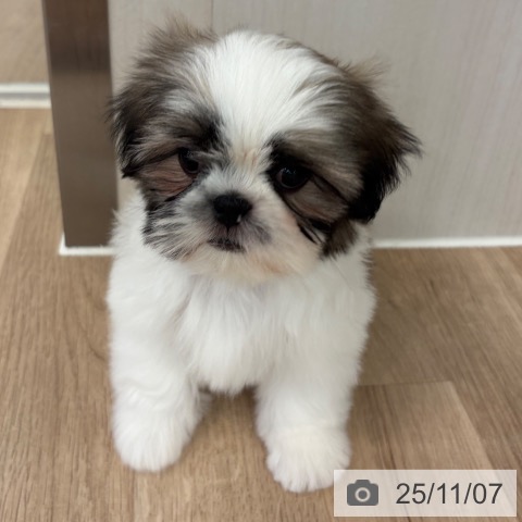 シー・ズーの写真