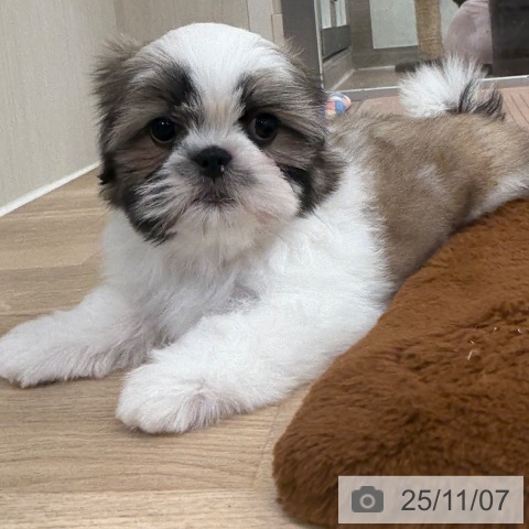 シー・ズーの写真