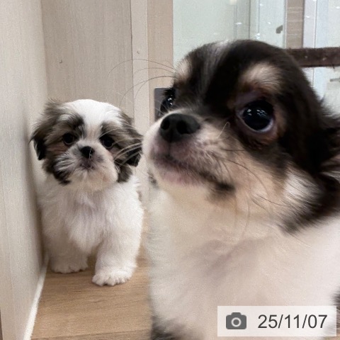 シー・ズーの写真