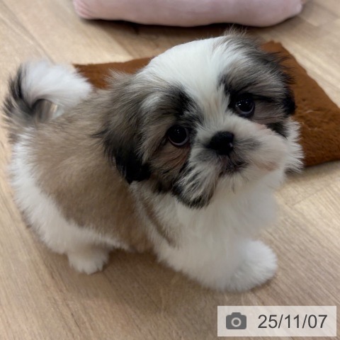 シー・ズーの写真