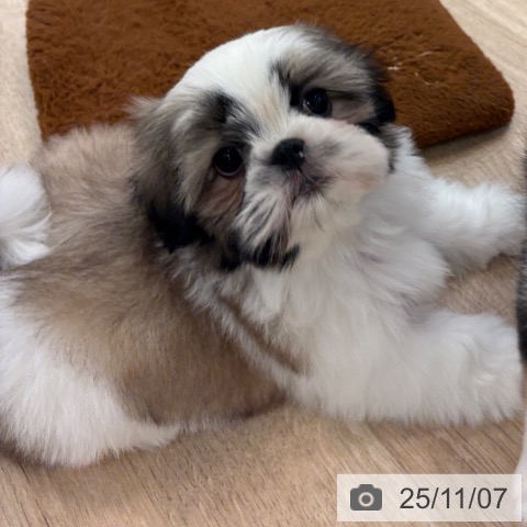 シー・ズーの写真