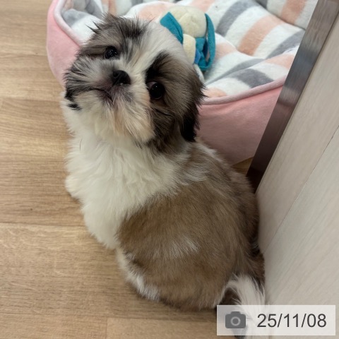 シー・ズーの写真