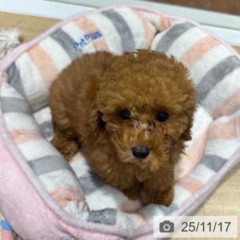 大阪府のトイプードル(トイ) (ペットプラス 四條畷店/2025年9月2日生まれ/男の子/レッドフォーン)の子犬の4枚目の画像