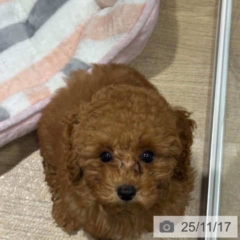 大阪府のトイプードル(トイ) (ペットプラス 四條畷店/2025年9月2日生まれ/男の子/レッドフォーン)の子犬の3枚目の画像