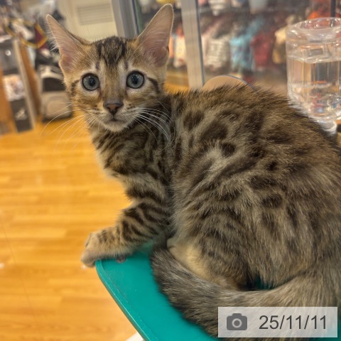 マンチカンの写真