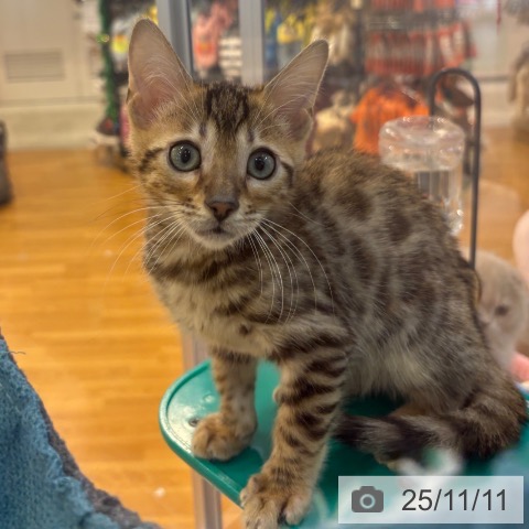 マンチカンの写真