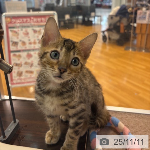 マンチカンの写真