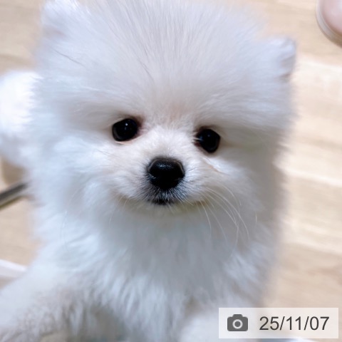 ポメラニアンの写真