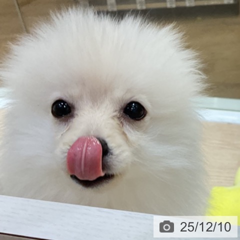 大阪府のポメラニアン (ペットプラス 堺鉄砲町店/2025年9月7日生まれ/男の子/クリーム)の子犬の4枚目の画像