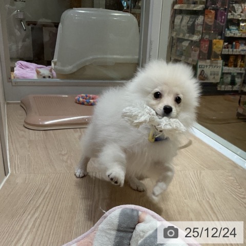 大阪府のポメラニアン (ペットプラス 堺鉄砲町店/2025年9月7日生まれ/男の子/クリーム)の子犬の4枚目の画像