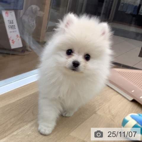 ポメラニアンの写真