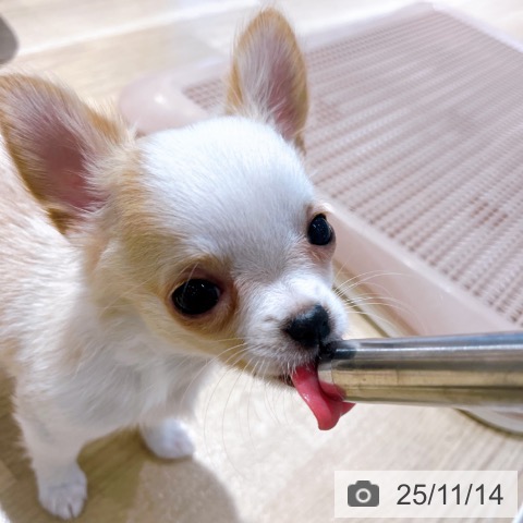 兵庫県のチワワ(ロング) (ペットプラス 姫路大津店/2025年8月29日生まれ/女の子/クリームホワイト)の子犬の4枚目の画像