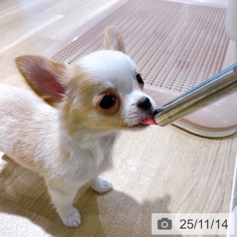 兵庫県のチワワ(ロング) (ペットプラス 姫路大津店/2025年8月29日生まれ/女の子/クリームホワイト)の子犬の3枚目の画像