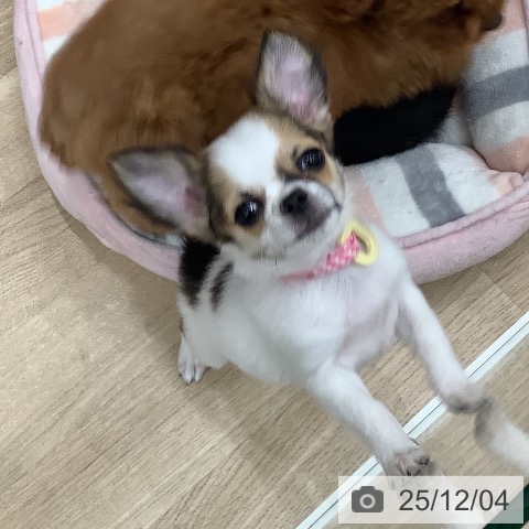 大阪府のチワワ(ロング) (ペットプラス 鶴見店/2025年8月29日生まれ/男の子/ホワイトレッド)の子犬の4枚目の画像