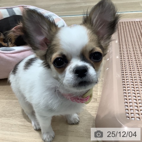 大阪府のチワワ(ロング) (ペットプラス 鶴見店/2025年8月29日生まれ/男の子/ホワイトレッド)の子犬の3枚目の画像