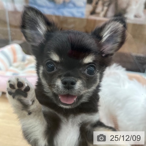 大阪府のチワワ(ロング) (ペットプラス りんくう泉南店/2025年9月7日生まれ/男の子/ブラックタン)の子犬の4枚目の画像