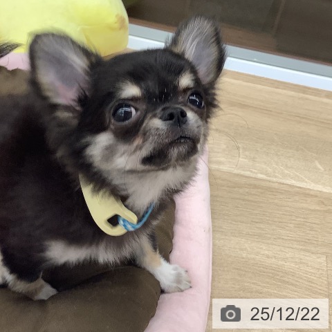 大阪府のチワワ(ロング) (ペットプラス りんくう泉南店/2025年9月7日生まれ/男の子/ブラックタン)の子犬の4枚目の画像