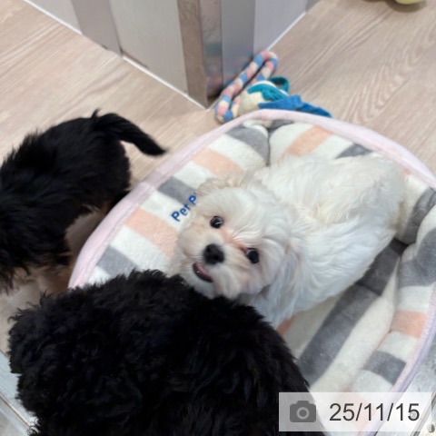 マルチーズの写真