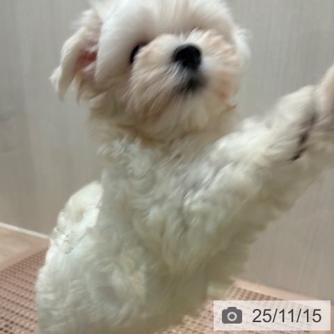 マルチーズの写真