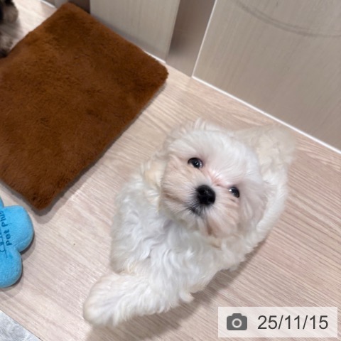 マルチーズの写真