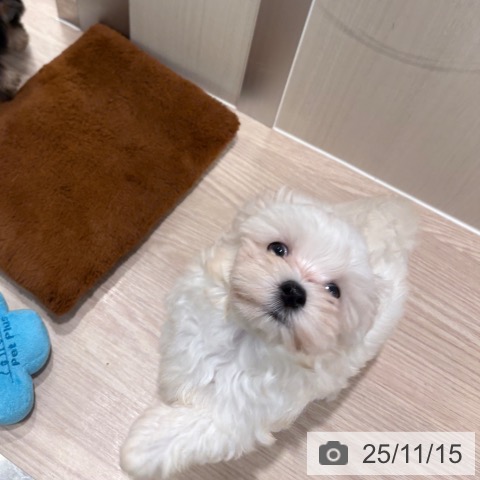 マルチーズの写真