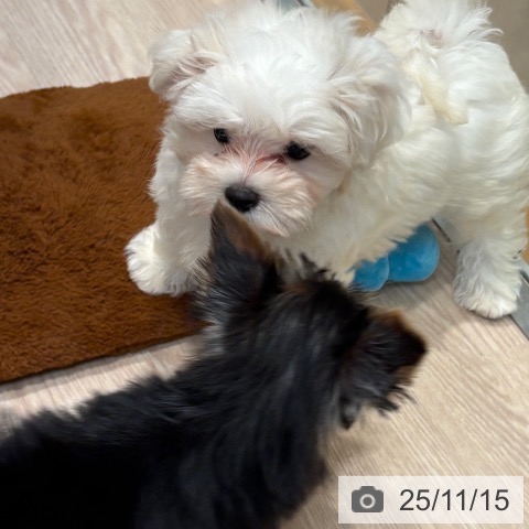 マルチーズの写真