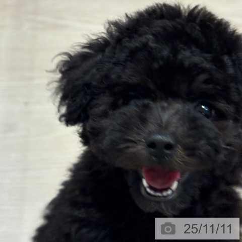 トイ・プードルの写真