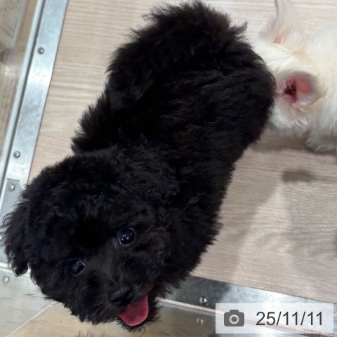 トイ・プードルの写真