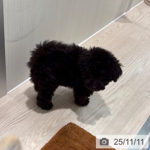 トイ・プードルの写真