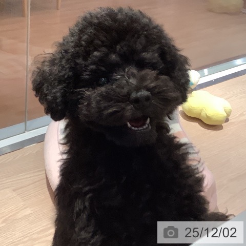 和歌山県のトイプードル(トイ) (ペットプラス 和歌山店/2025年9月3日生まれ/男の子/ブラック)の子犬の4枚目の画像