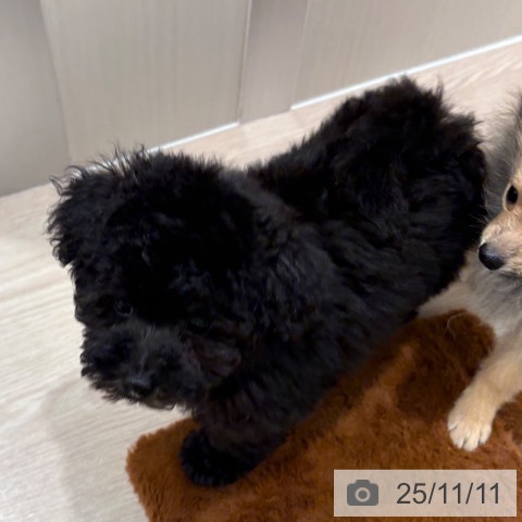 トイ・プードルの写真