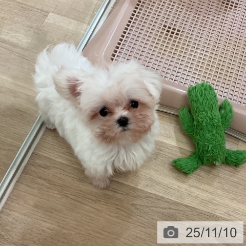 マルチーズの写真