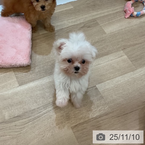 マルチーズの写真