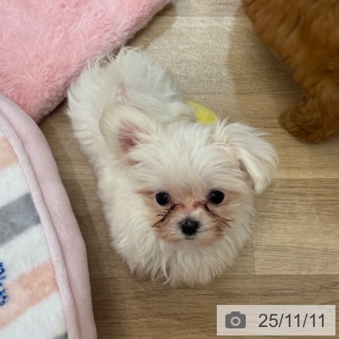 マルチーズの写真