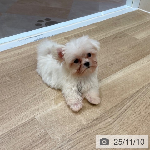 マルチーズの写真