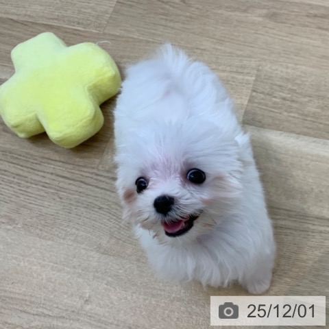 京都府のマルチーズ (ペットプラス 久御山店/2025年9月8日生まれ/男の子/ホワイト)の子犬の3枚目の画像