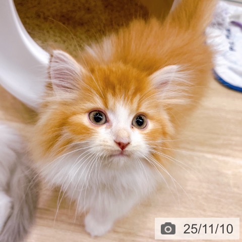 ラガマフィンの写真