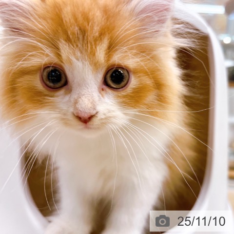 ラガマフィンの写真