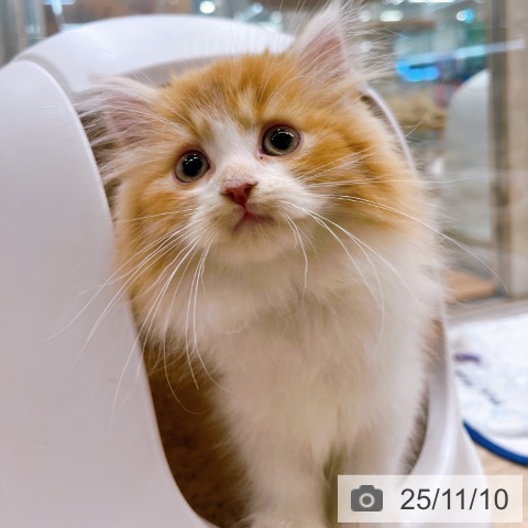 ラガマフィンの写真