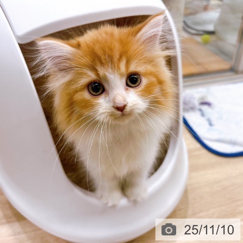 ラガマフィンの写真